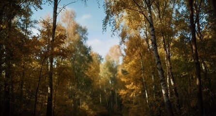 Fototapeta premium autumn birch forest with golden leaves and blue sky above