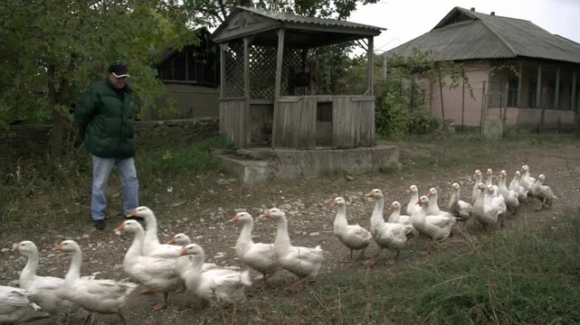 Farmer watching a flock of domestic white geese walking in a single file line through a rural village