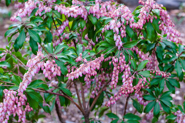 Fototapeta premium Pink Japanese andromeda flowers that bloom in early spring when they grow large.