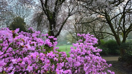 Obraz premium Lovely pink Azalea bush in the park, Preston 