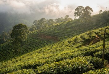 Obraz premium Lush green tea plantation terraces wrapping a hillside under a foggy morning sky for organic beverage brand advertising showing fresh agricultural landscape growth