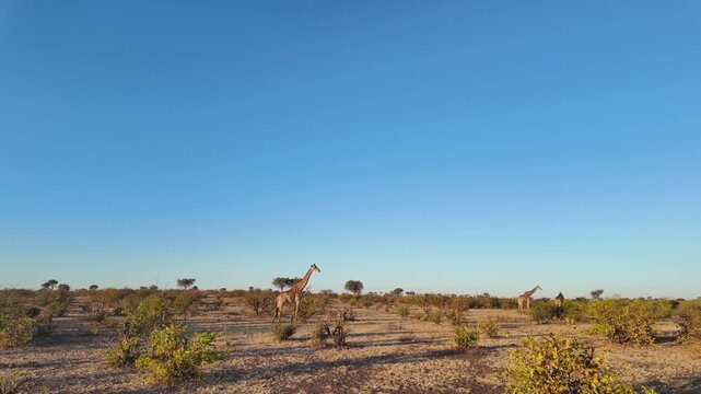 4K 30fps footage of a South African giraffe feeding in the Greater Mapungubwe Conservation Area, Botswana. Wildlife behaviour in natural mopane veld habitat, ideal for documentary and commercial use.