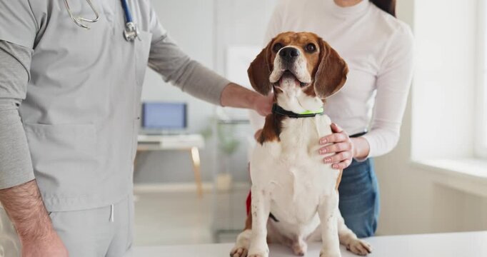 Beagle dog with owner meets veterinarian at clinic. Examination includes gentle care, clear advice, and pet notes promoting wellness and prevention. Caring service for responsible pet ownership.