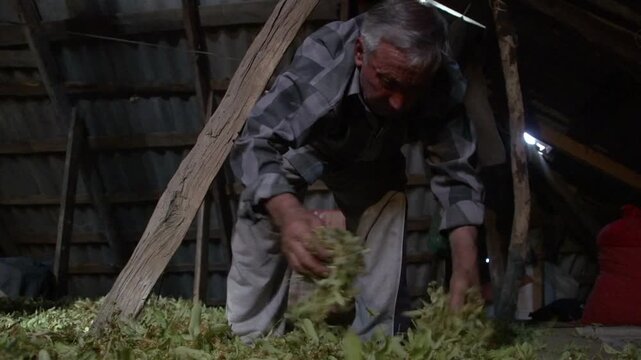 Elderly man in a rustic attic gathering dried linden flowers for herbal tea preparation