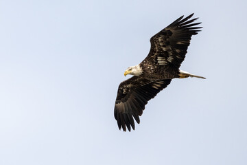 Fototapeta premium Bald eagle soaring in flight against a pale sky with wings fully extended