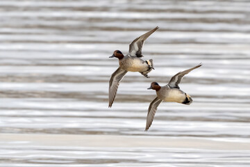 Pair of northern pintail ducks flying low over rippled water in soft natural light © DrN8