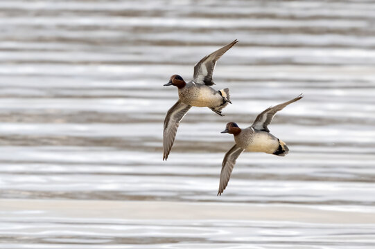 Pair of northern pintail ducks flying low over rippled water in soft natural light