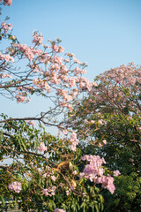 Fototapeta premium Pink cherry blossom sun light morning winter in downtown city metropolistic