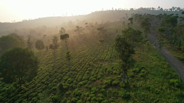 Aerial drone footage of a green hill tea plantations with trees, with a warm sunrise, bright sun rays, in Campaka area, Cianjur regency, Java island, Indonesia, with Gunung Padang hill nearby