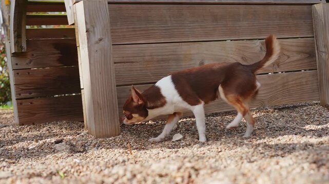 A small brown and white chihuahua dog curiously sniffs the gravel ground in a sunny backyard. The dog walks towards a wooden structure, exploring its surroundings with its tail wagging