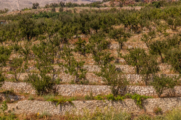 Terraced orchards in Qadisha valley, Lebanon © Matyas Rehak