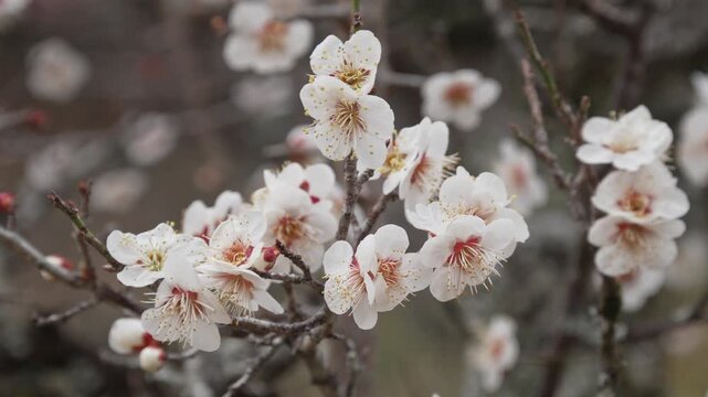 風に揺れる白い梅の花
