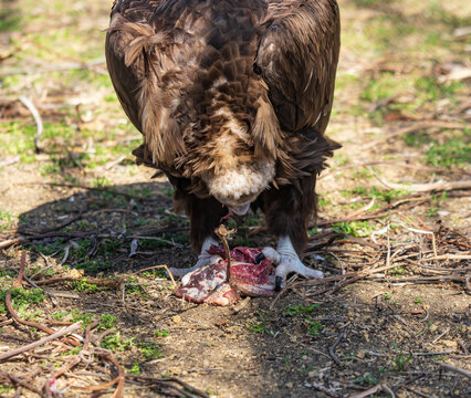 Brown bird of prey feeds on raw meat