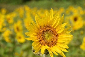 Obraz premium A field in bloom in summer, Sainte-Apolline, Québec, Canada