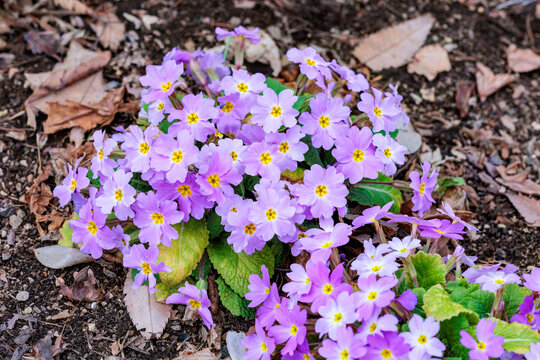 Pink primula sieboldii flowers blooming in the spring garden.
