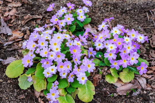 Pink primula sieboldii flowers blooming in the spring garden.