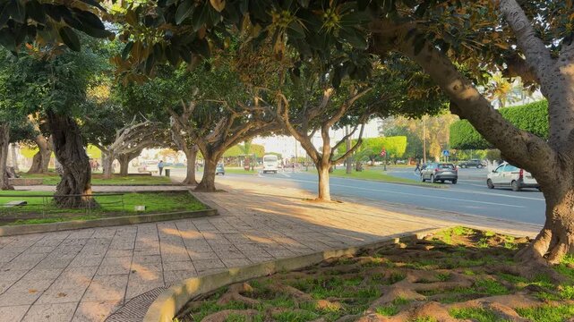 Scenic view of a tree-lined boulevard in Rabat with lush ficus trees providing shade over the sidewalk. Busy city traffic with cars moving along the sunlit road in Morocco. 