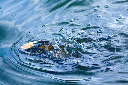 Peces en un embalse de la isla de Gran Canaria intentando atrapar un trozo de pan en la Presa de Lugarejos, Espa&ntilde;a