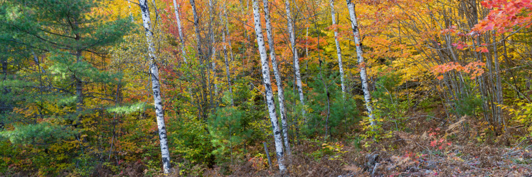 64776-011.09 Fall Color Hiawatha National Forest  Alger county in the Upper Peninsula, MI