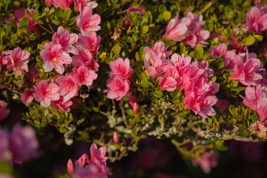 Bourdon en vol butinant une fleur d&rsquo;azal&eacute;e rose &ndash; macro nature