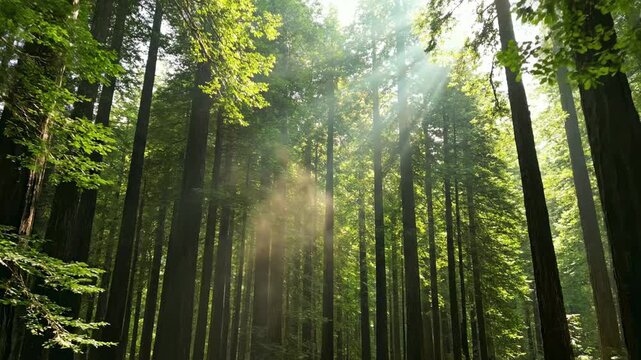 Golden shafts of sunlight pierce through the dense canopy of a towering redwood forest, illuminating dust motes and creating a mystical, serene atmosphere.