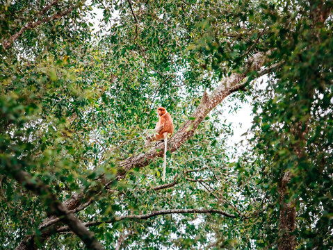 Wild Proboscis Monkey (Nasalis larvatus) sitting on a tree branch in the jungle of Borneo.