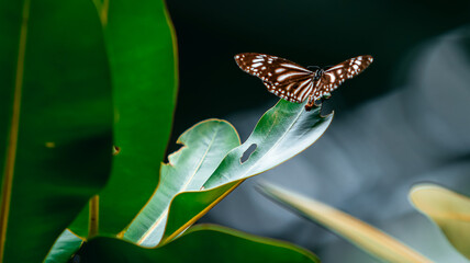 Fototapeta premium Dark butterfly with white spots resting on a green leaf in the forest.