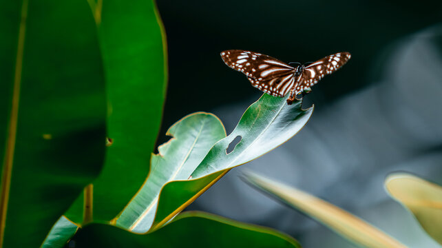 Dark butterfly with white spots resting on a green leaf in the forest.