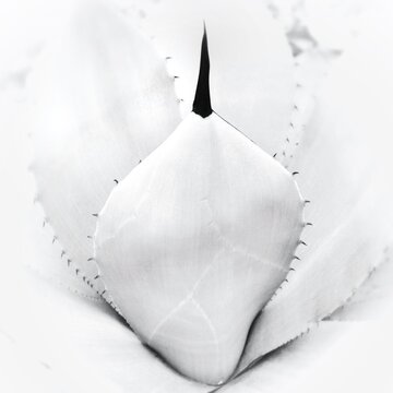 Full frame Close-up of the thorn on a Cactus pad