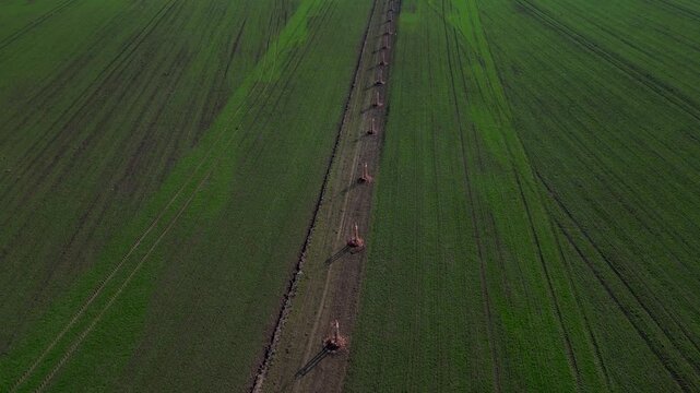 young trees in landscape. planted in row along path or field edge. protected by wooden structure with stakes, support protect it from wildlife or damage from machinery. Landscape windbreak, increases 