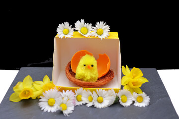 petit poussin et sa coquille au milieu des pâquerettes © helenedevun