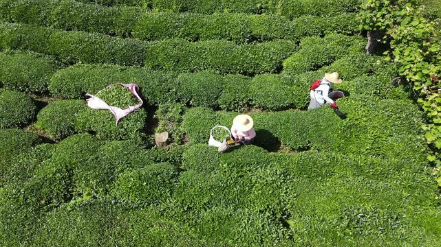 Footage of tea fields and people harvesting tea on steep, sloping slopes.