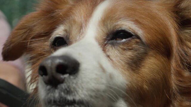 Dog Looking Up Close Up, Spaniel Mix Emotional Expression Portrait