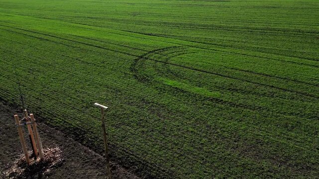 young trees in landscape. planted in row along path or field edge. protected by wooden structure with stakes, support protect it from wildlife or damage from machinery. Landscape windbreak, increases 
