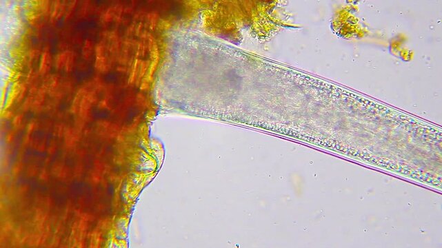 Nematode with visible stylet and internal structures under 400x magnification brightfield microscopy. 4K scientific microscopy footage.