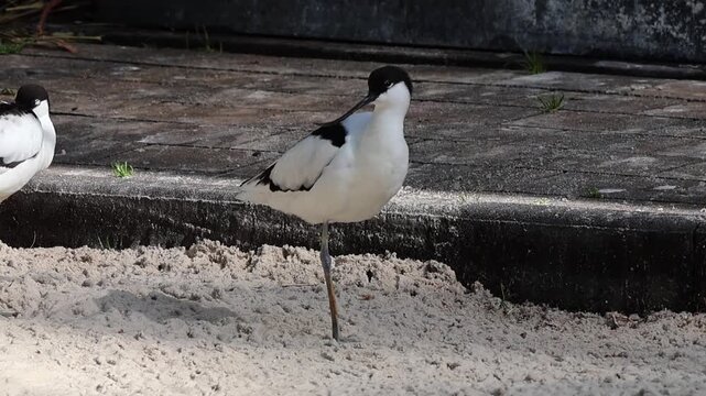 Pied avocet standing on one leg in a sandy enclosure