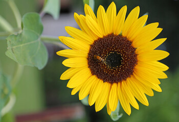 Fototapeta premium Sunflower 