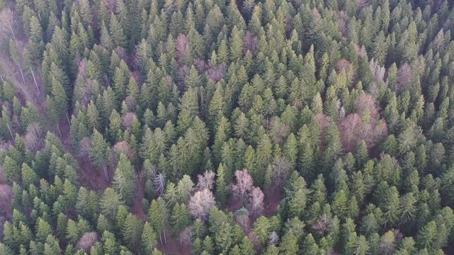 Las,  G&oacute;ry Leluchowskie, Beskid Sądecki, Dubne.