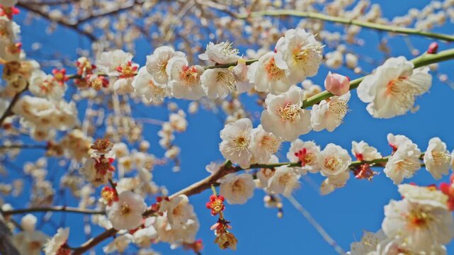 Macro shot of dense white plum blossoms covering branches in full bloom. The camera pans slightly across the flowers, showcasing delicate details and vibrant spring colors against a vivid blue sky.