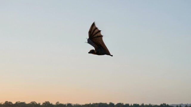 fruit bat flying at sunset slow motion