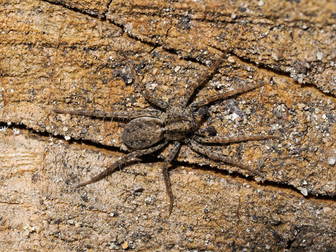 A Wolf Spider Waiting for its Prey on a Log