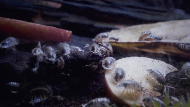 Static macro low-angle close-up of large isopod colony swarming over rotting wood, mushroom, and carrot in dark terrarium tank, creating an eerie, crawling, decomposition scene