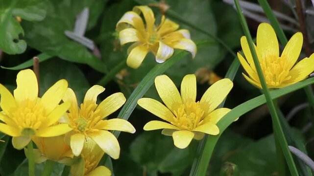 Close-up of the yellow, poisonous wild flowers called aconites