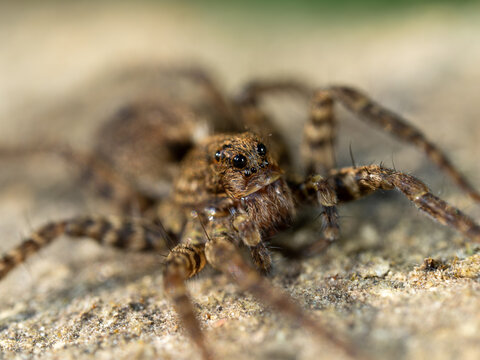 A Wolf Spider Waiting for its Prey on a Log