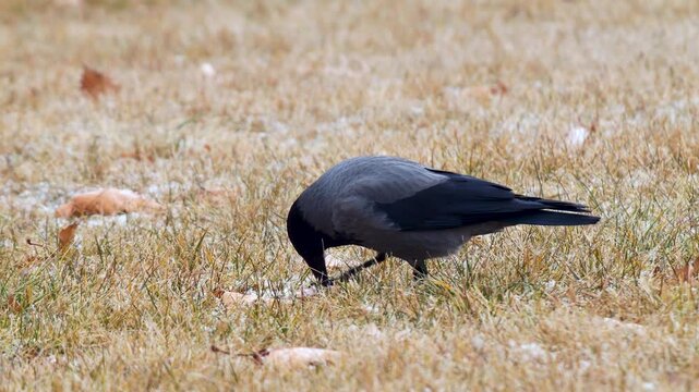 Wildlife - Birds. The hooded crow (Corvus cornix) is a Eurasian bird in the genus Corvus. It feeds on a wide variety of foods, including worms, carrions, fruit berries and seeds.