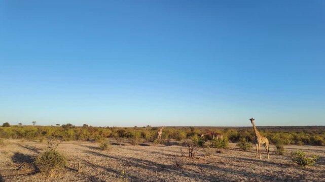 4K 30fps footage of a South African giraffe feeding in the Greater Mapungubwe Conservation Area, Botswana. Wildlife behaviour in natural mopane veld habitat, ideal for documentary and commercial use.