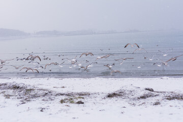 Fototapeta premium Beautiful winter landscape of a snow-covered beach and harbor at the Baltic Sea in Eckernförde