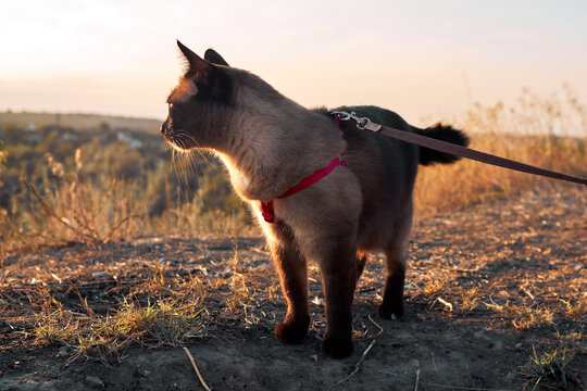 Mekong bobtail cat in harness exploring dry field outdoors at sunset