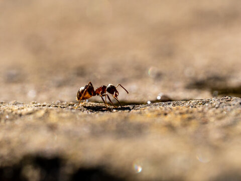 Macro Shot of a Black Garden Ant