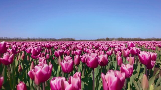 Camera flies low over rows of pink tulips creating immersive motion, spring bloom, agricultural field, floral texture, outdoor scenic farming landscape.